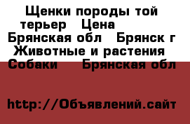 Щенки породы той-терьер › Цена ­ 9 500 - Брянская обл., Брянск г. Животные и растения » Собаки   . Брянская обл.